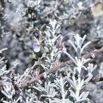 Salvia granatensis