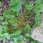 Claytonia rubra Blatt