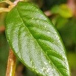 Cotoneaster franchetii Leaf