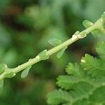 Selaginella pulcherrima অভ্যাস