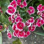 Dianthus chinensisFlors