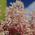 Tapeinosperma scrobiculatum Blüte