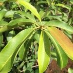 Syzygium guineense Fuelha