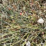 Ephedra distachya Fruit