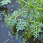 Oenanthe aquatica Habit