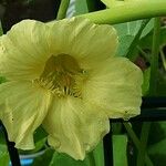 Tropaeolum minus Flower