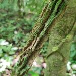 Aristolochia goudotii