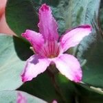 Cycladenia humilis Květ