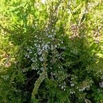 Calluna vulgarisFlower