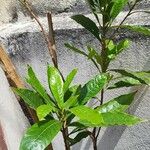 Pouteria caimito Leaf