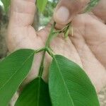 Clitoria fairchildiana Leaf