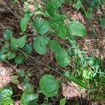 Smilax rotundifolia Leaf