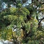 Erythrina crista-galli Tervik taim