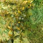 Pyracantha crenulata 葉