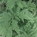 Selaginella vogelii Yaprak