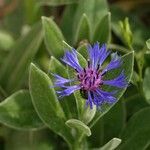 Cyanus triumfettii Flower
