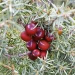 Juniperus oxycedrus Fruit