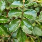 Rosa cinnamomea Leaf