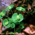 Euphorbia duvalii Ostatní