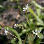 Micranthes ferruginea 整株植物