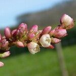 Persicaria maculosa Цвят