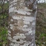 Fagus grandifolia Bark