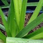 Kniphofia uvaria Blad