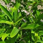Annona squamosa Leaf