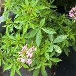 Cleome spinosa Leaf