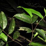 Myrcia amazonica Leaf