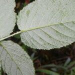 Rubus glaucus Feuille