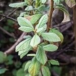 Prunus prostrata Leaf