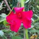Mandevilla sanderi Flower