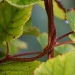 Actinidia chinensis Leaf