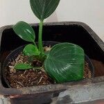 Philodendron tatei 葉