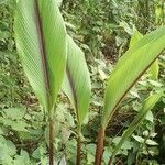 Curcuma zedoaria Folha