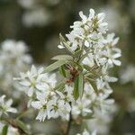 Amelanchier canadensis ফুল