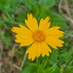 Coreopsis auriculata Flor