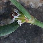 Polygonum raii Fleur