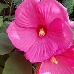 Hibiscus grandiflorus Цвят