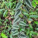 Cissus discolor Leaf