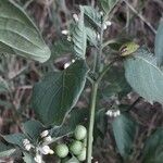 Solanum nigrum برگ