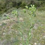 Linum strictum Kôra