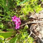 Phlox pilosa Květ