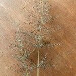 Eragrostis racemosa Kukka