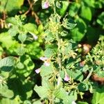 Clinopodium grandiflorumFlower