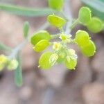 Alyssum linifolium