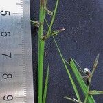 Scleria secans Други