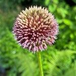 Allium atroviolaceum Flower