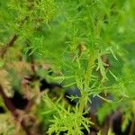 Artemisia annua ഇല